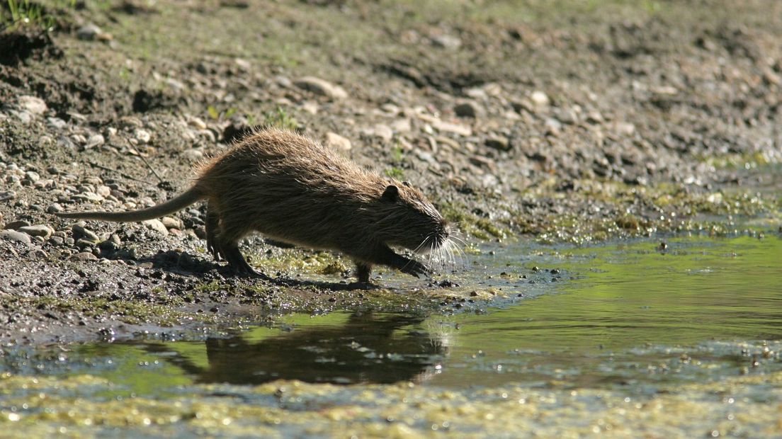 Beverratten zorgen voor veel schade aan dijken (Rechten: Free Nature Images/Mark Zekhuis)