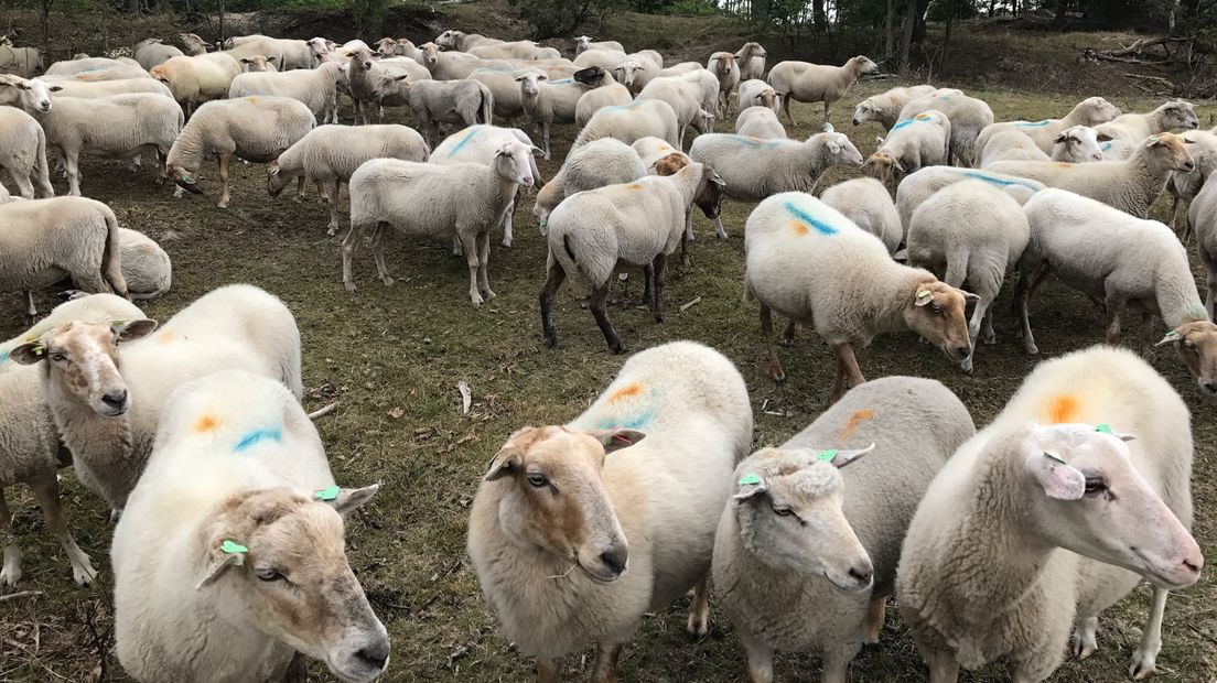 Gemekker om Amerikaanse vogelkers