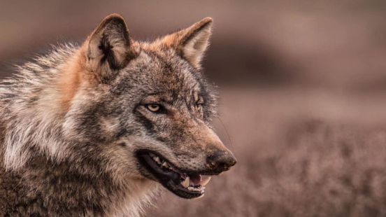 Meerderheid Gelderlanders voor afschieten probleemwolf