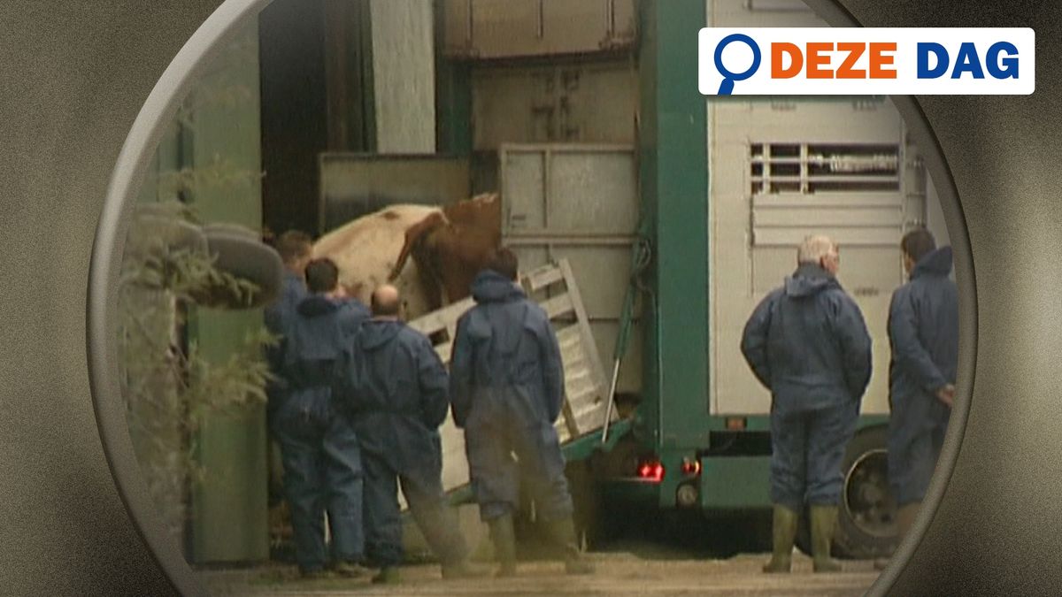 Deze Dag: Mientje 162 uit Ezinge wordt positief getest op gekkekoeienziekte