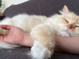 Dierenartsen en -organisaties verheugd over chipplicht voor katten: 'Dit is heel positief'