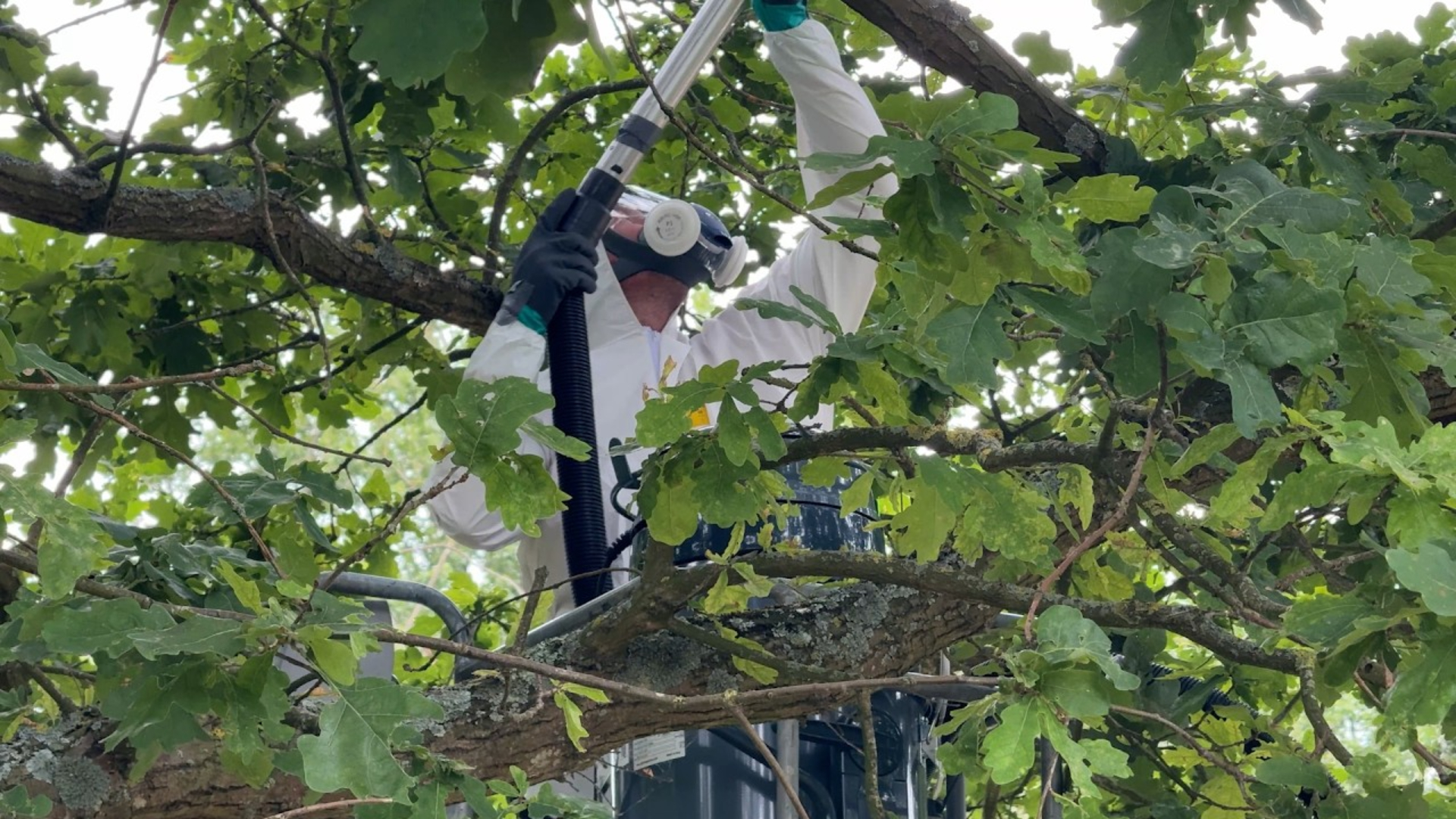 De eikenprocessierups is in groten getale aanwezig in Schiedam.