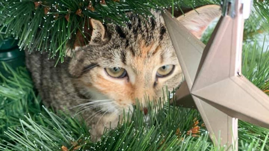 Wie katten heeft, herkent het probleem waarschijnlijk: hevige aversie tegen zo'n kerstboom die plots in huis staat. En dus moet de boom het ontgelden. Katten en kerstbomen, het is niet altijd een goede combinatie...