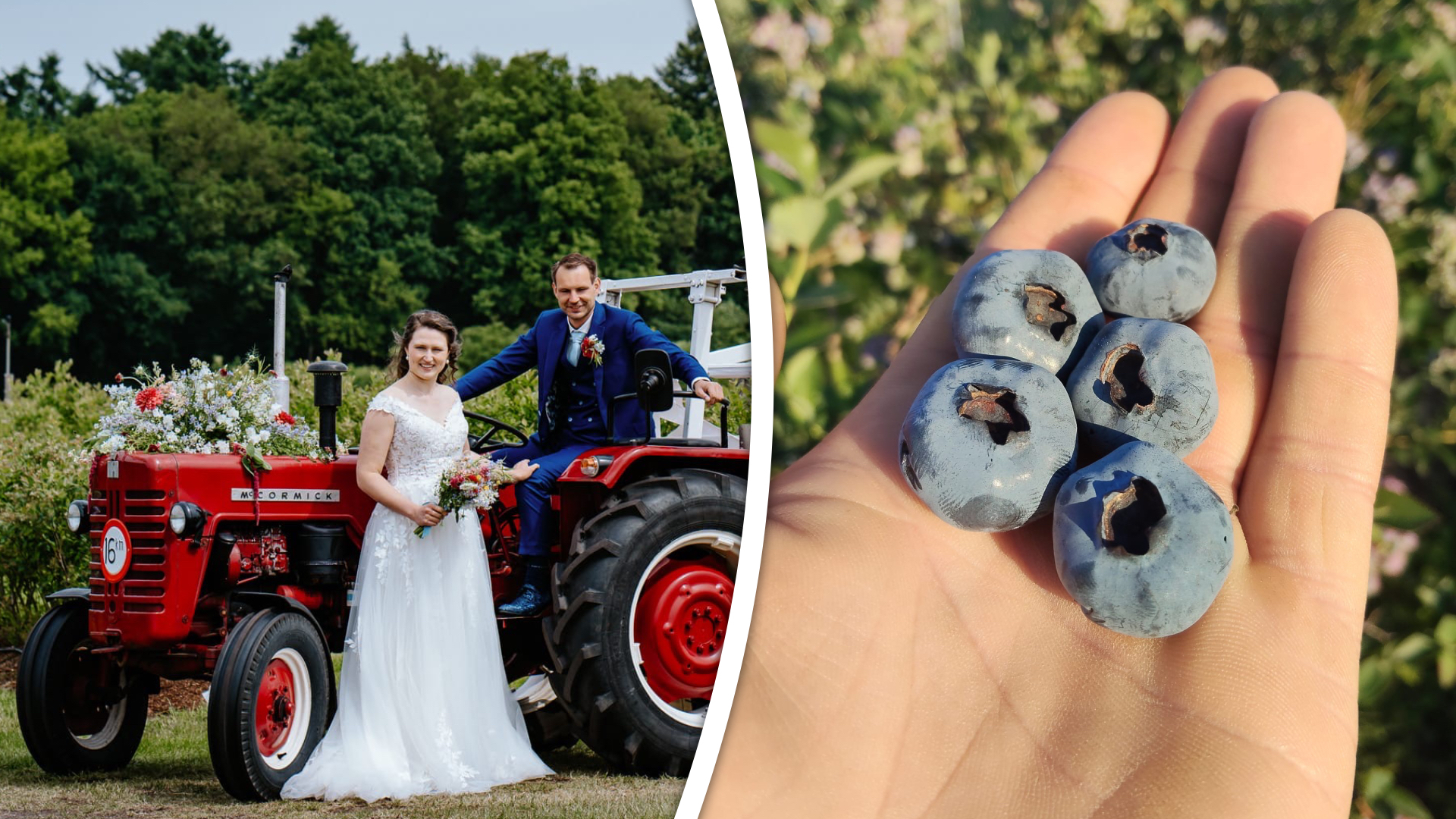 Albert en Sjoukje trouwden dit jaar, namen een blauwebessenboerderij over en zijn in verwachting van hun eerste kindje.