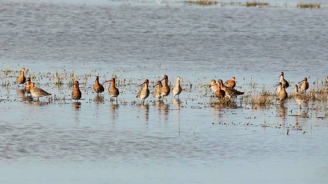 De grutto is de weidevogel die het meest voorkomt rond het Reitdiep