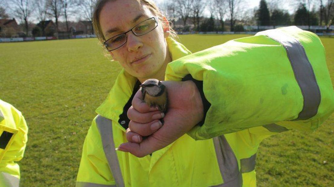 Het pimpelmeesje is door de dierenambulance meegenomen (Rechten: Van Oost Media)