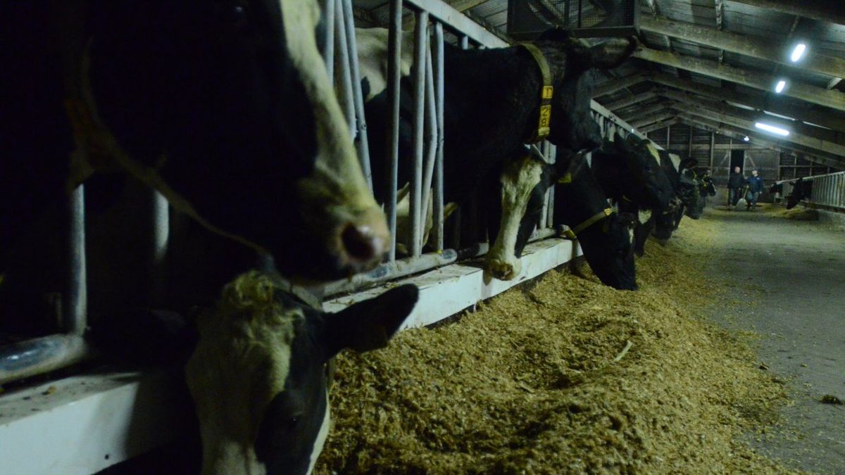 Melkveehouder aan de Eggeweg in Koekange mag uitbreiden