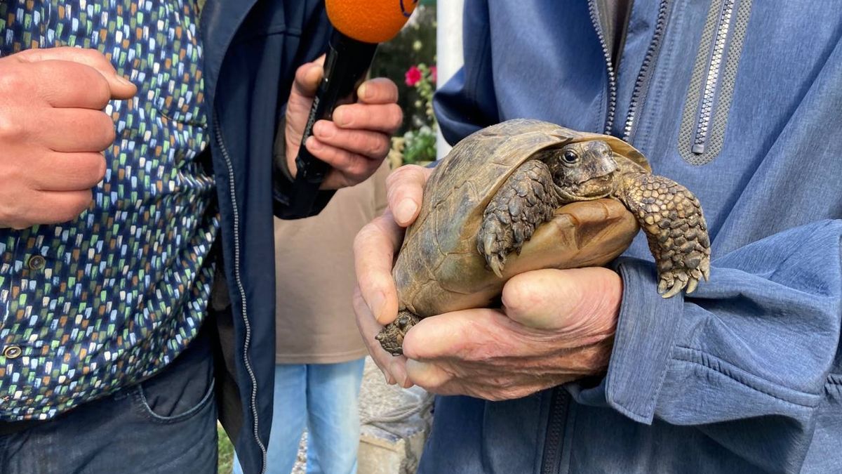 De schildpad van Roelf: ‘Misschien al wel honderd jaar oud’