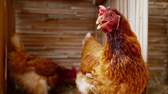 Vogelgriep vastgesteld in Putten, 23.000 kippen geruimd