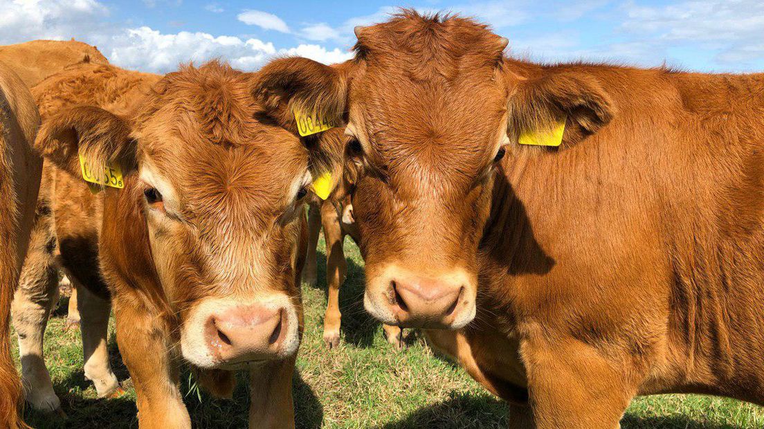 De koeien van Van Maanen staan gemiddeld acht maanden per jaar buiten (RTV Drenthe/Annelies Hemeltjen)