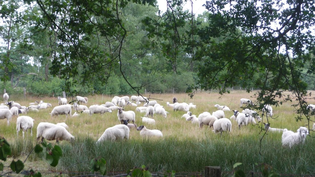 Schapen op de Borkeld