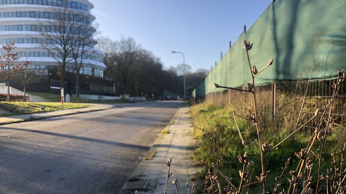 Hier zit de Japanse duizendknoop de ring in de weg