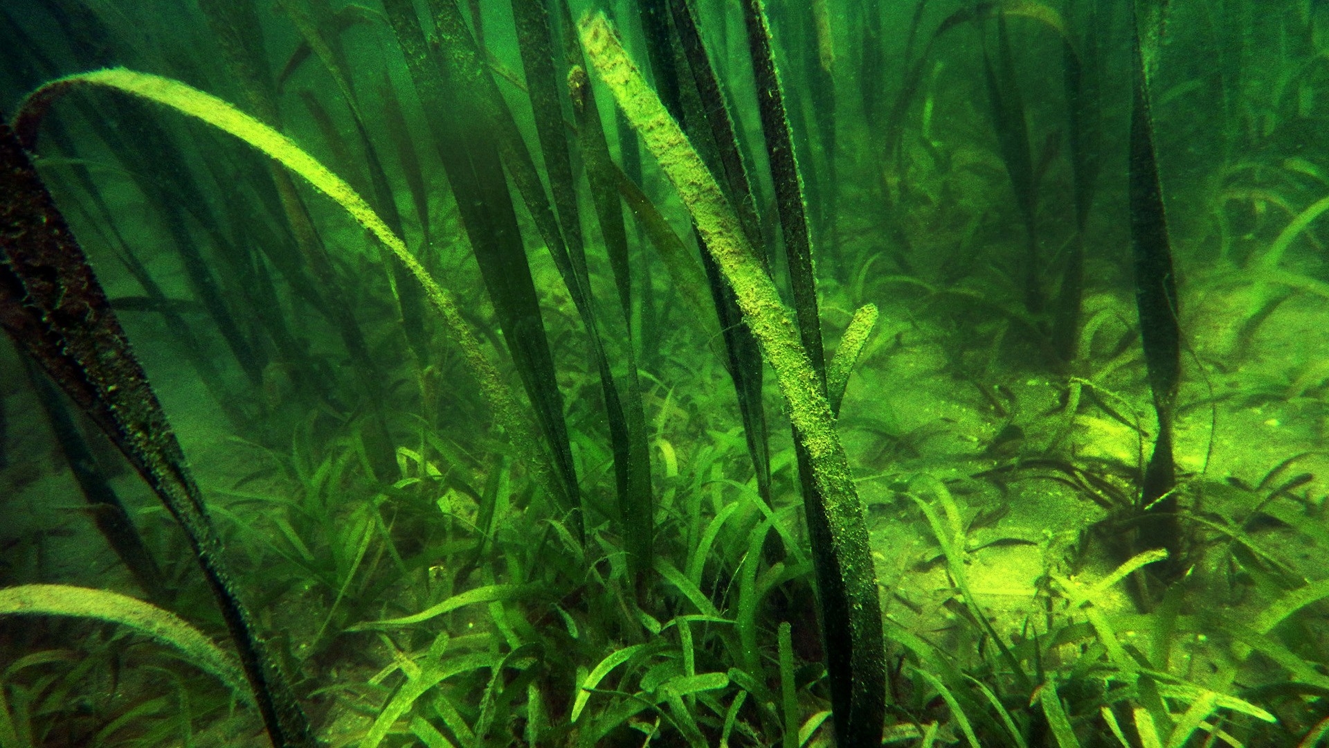 Wetenschappelijke Doorbraak: Zeegras Terug Van Weggeweest Op Wadden ...