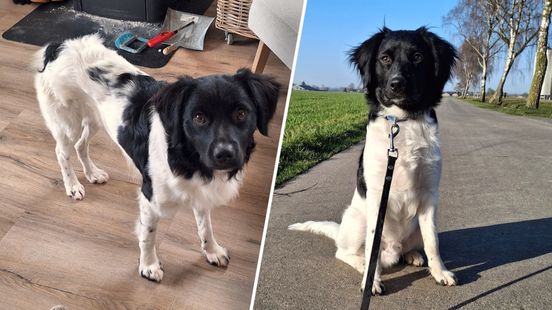 Hond Teun is thuis: 'Hij vloog in mijn armen'