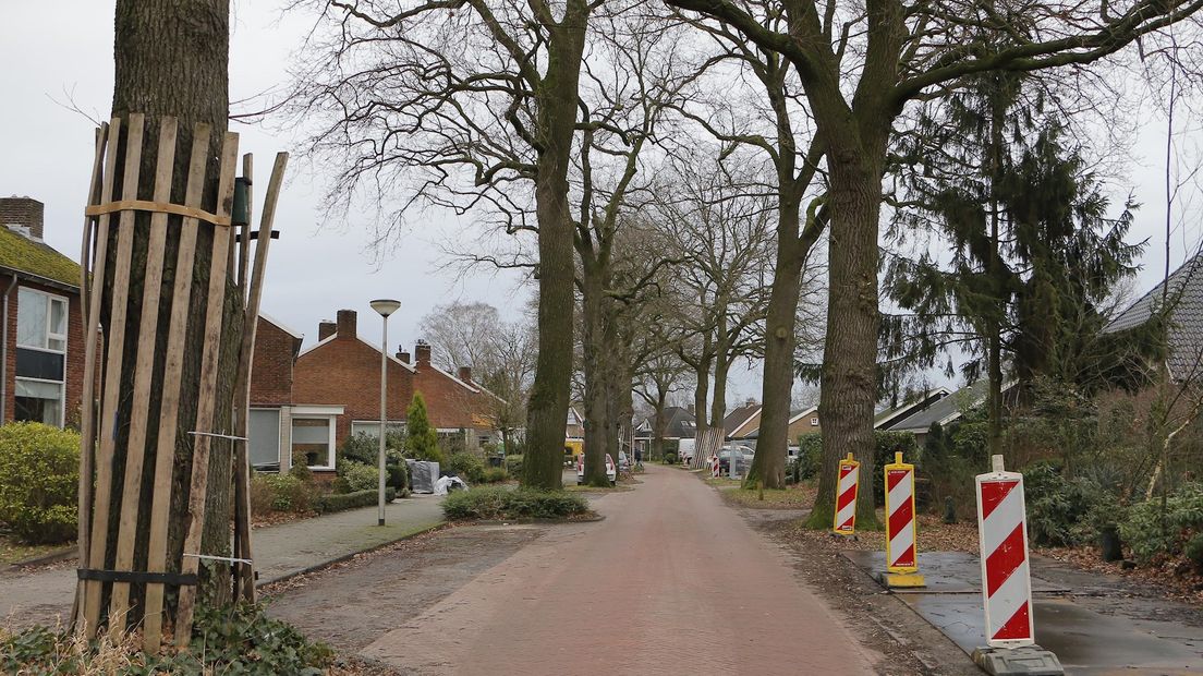 PvdA Hof van Twente wil monumentale eiken behouden
