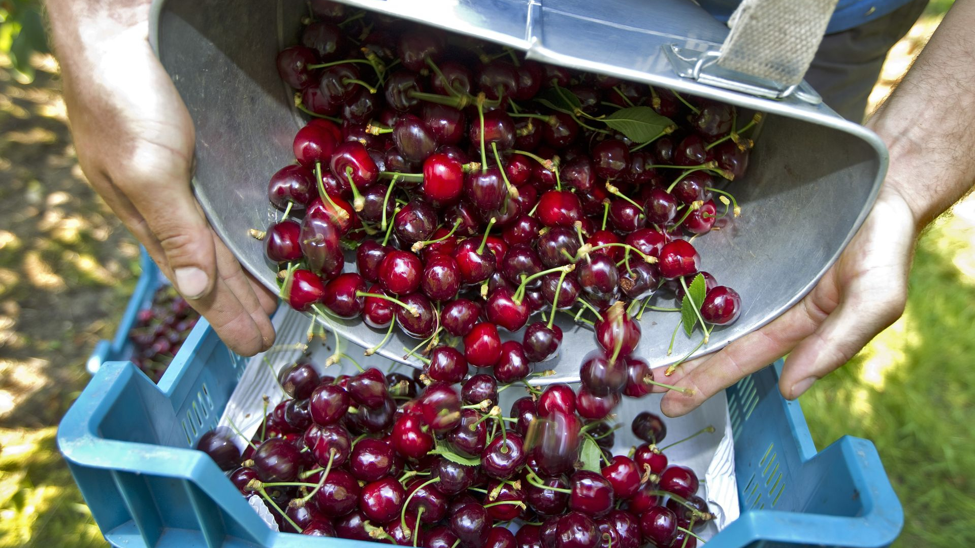 Minister moet kersenoogst redden, zeggen de telers