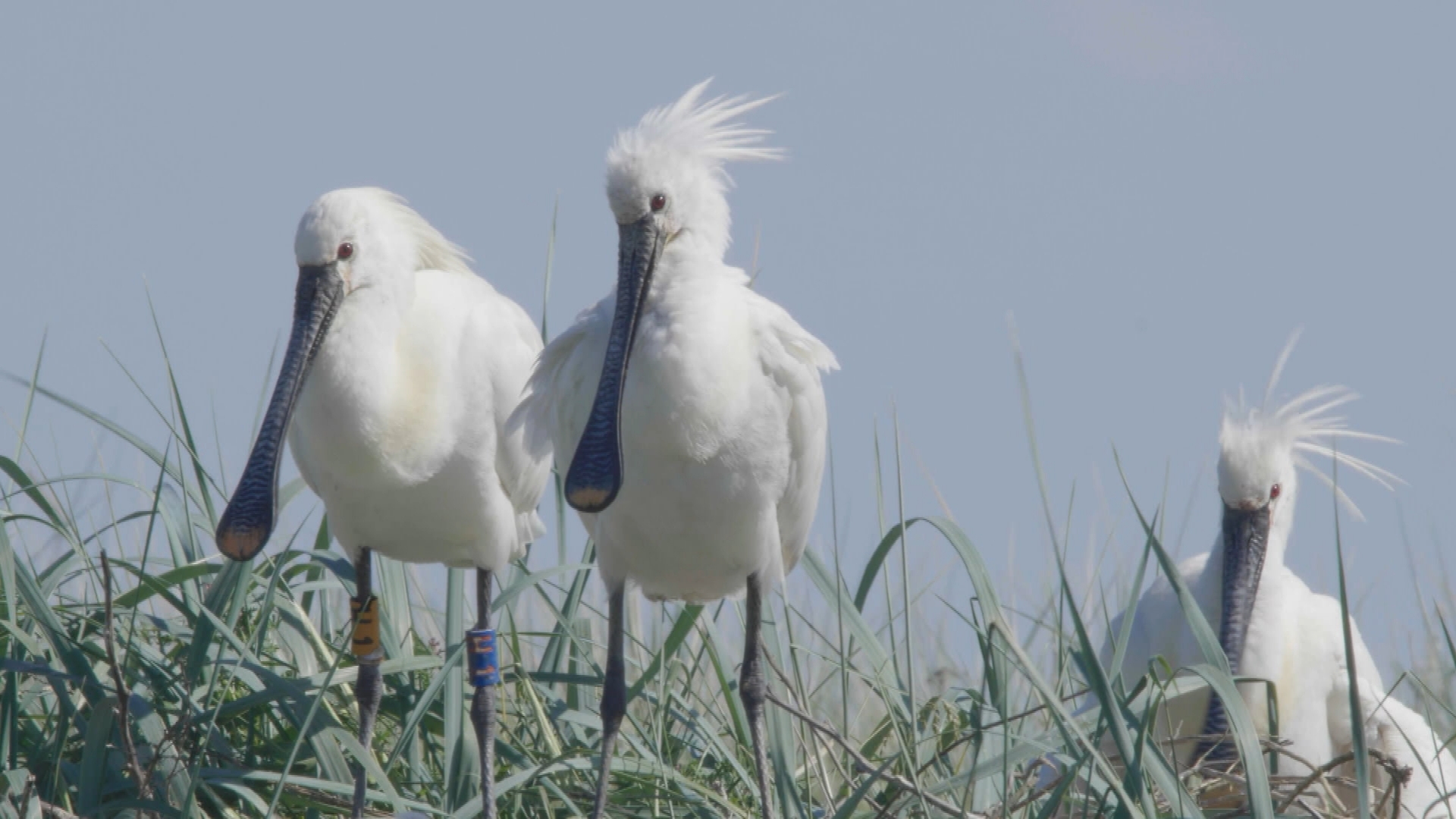 De lepelaar is tijdens de nazomer veel te vinden op Lutjewad