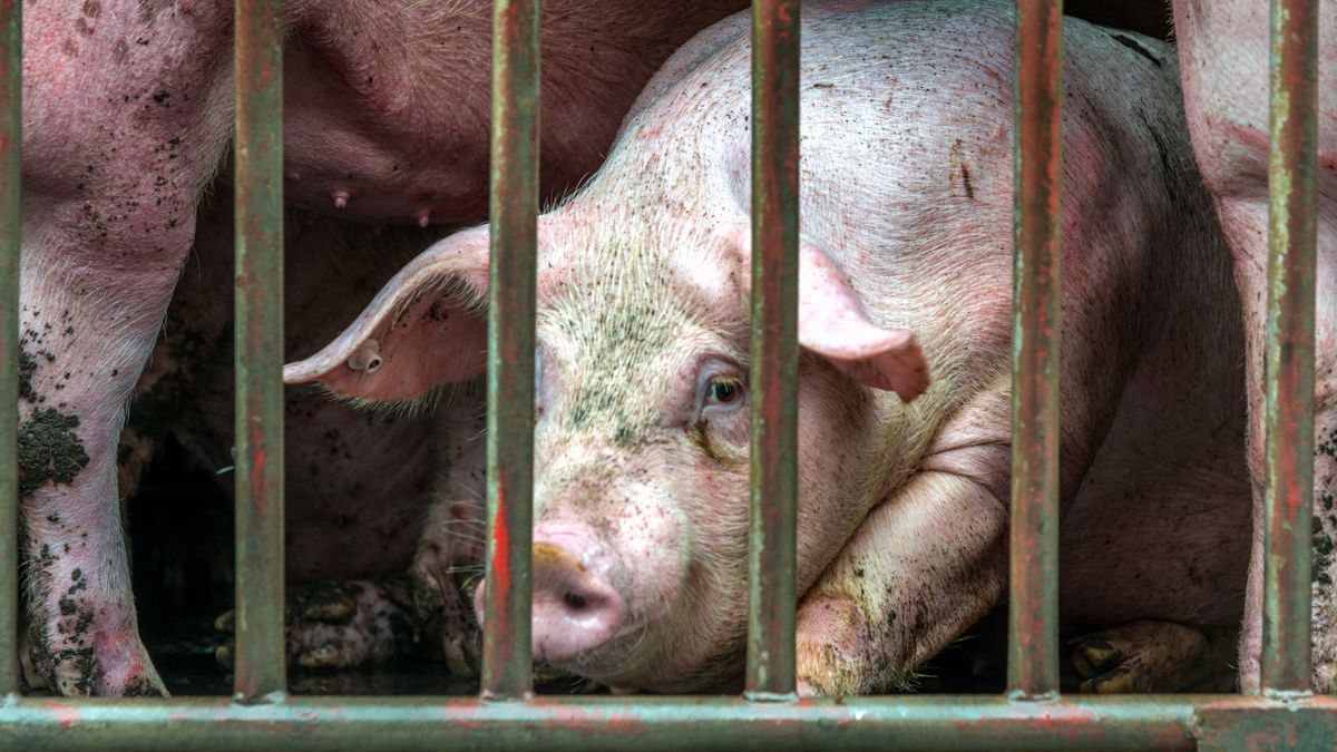 Illegale slachterij ontdekt in America: slachtafval lag verspreid over terrein