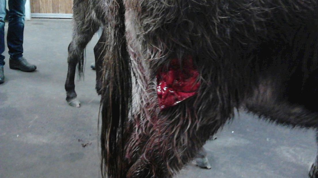 De ezels van Manon Preuter waren zwaar mishandeld door een dierenbeul