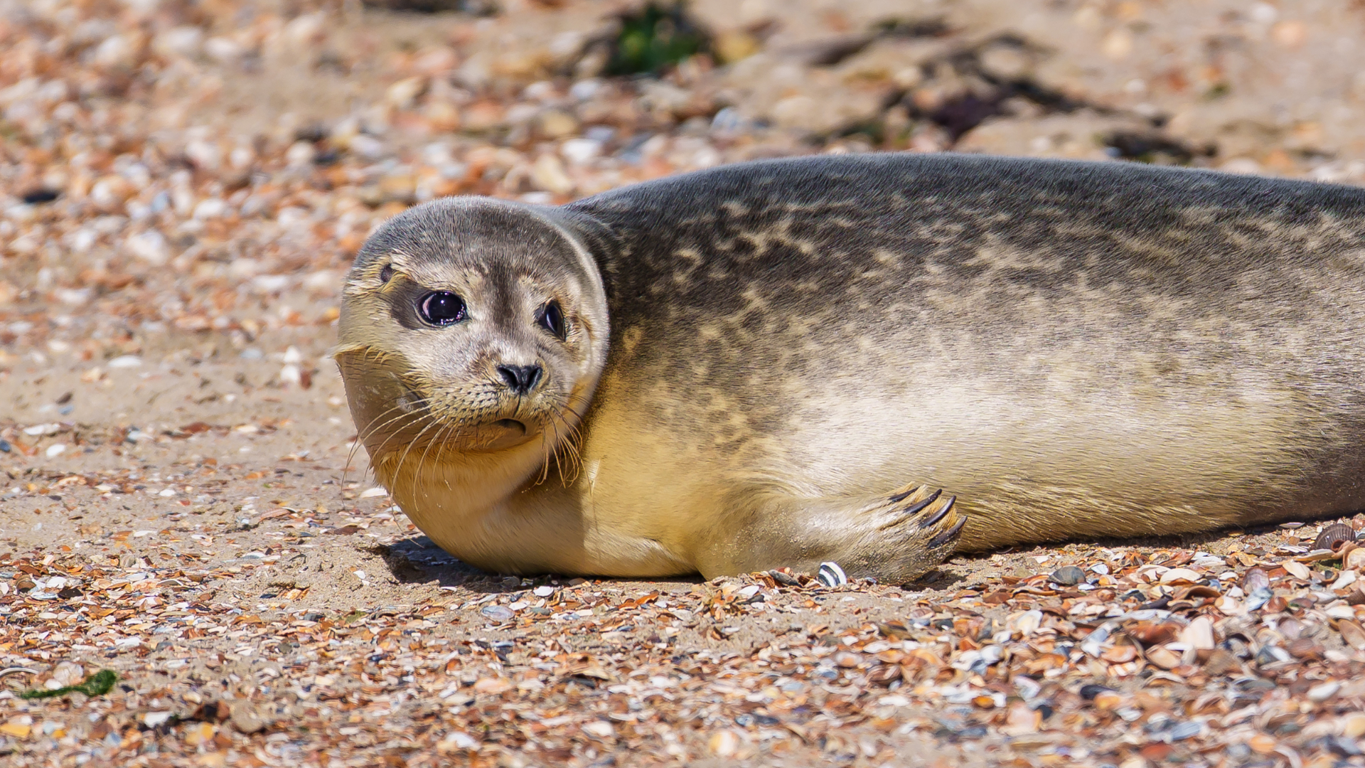 Het was een vrolijk gezicht op het strand vrijdagmiddag: meerdere zeehondjes van zeehondenopvang A Seal werden terug de zee ingelaten.