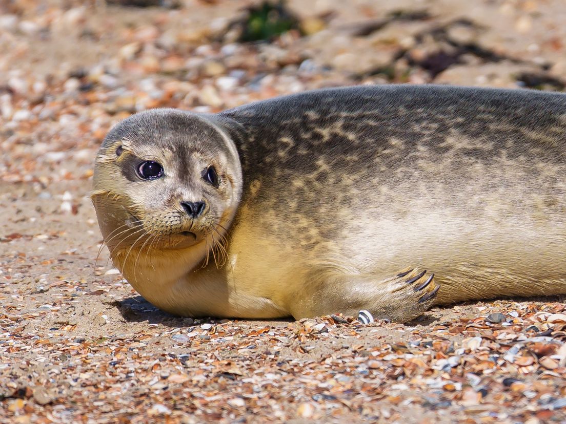 Het was een vrolijk gezicht op het strand vrijdagmiddag: meerdere zeehondjes van zeehondenopvang A Seal werden terug de zee ingelaten.
