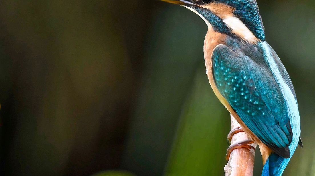 Ook in de Gelderse natuur was het weer een bijzonder jaar. Bij BuitenGewoon probeerden we zo veel mogelijk bijzondere, prachtige en ontroerende foto's van de natuur in de provincie te delen. En daar zitten ook dit jaar weer kanjers van foto's bij.