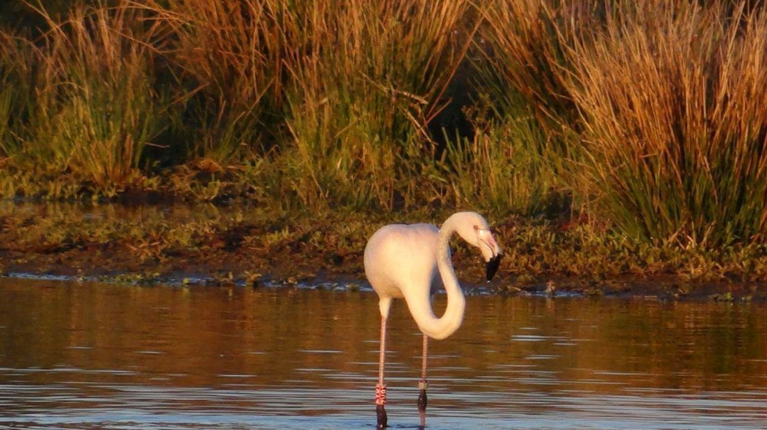 Flamingo vertoeft in Hardenberg