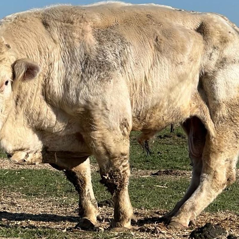 Ophef over 'zwaar verwaarloosde stier' in weiland Eijsden L1 Nieuws