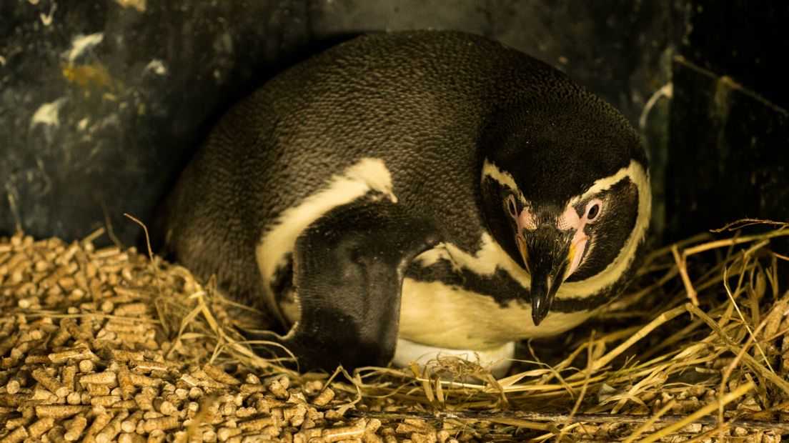 Pinguïn Janneke met haar ei in Sea Life