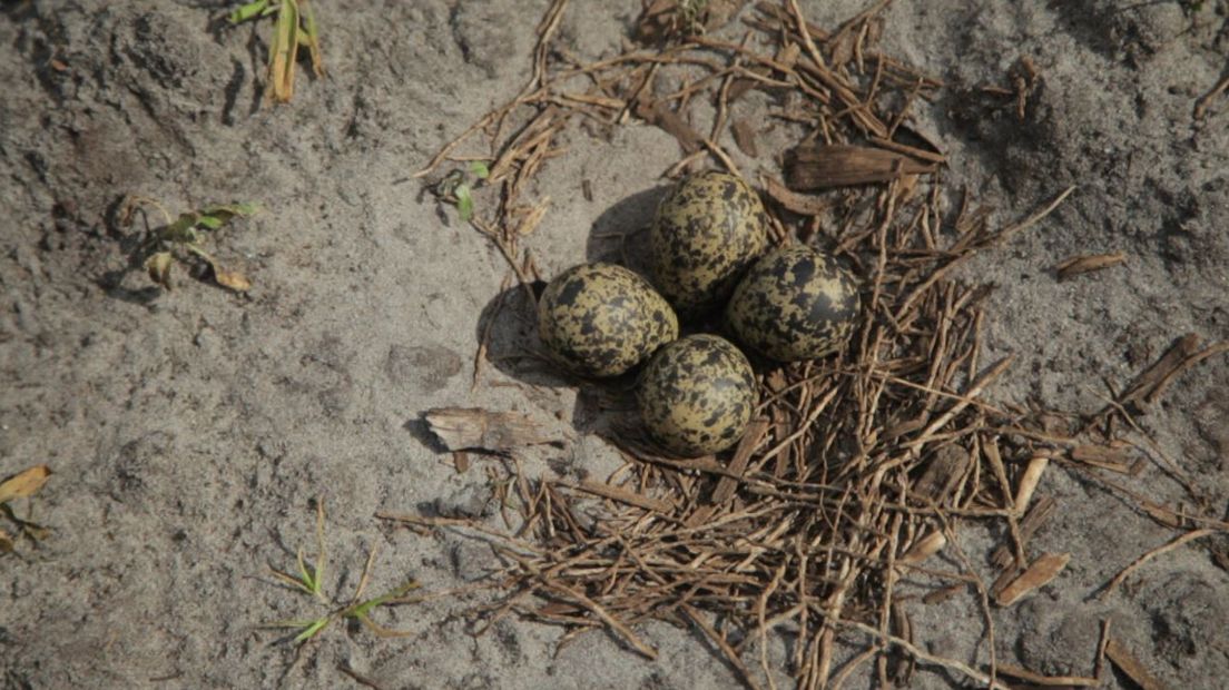 De eieren van een weidevogel (Rechten: RTV Drenthe/Joris Barske)