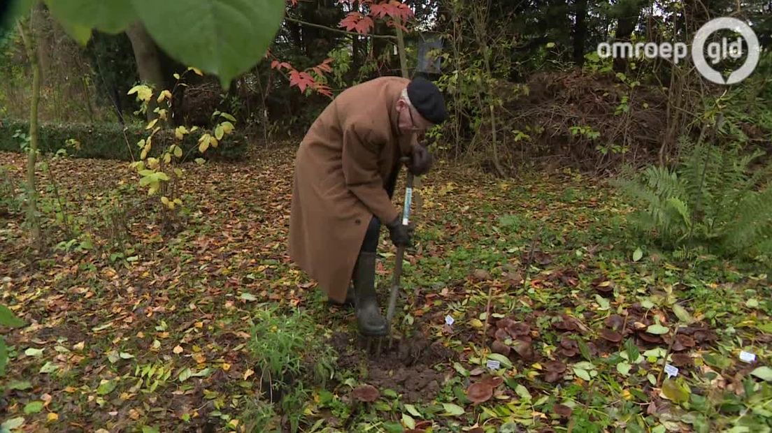 Piet Vos heeft zijn eigen arboretum in Horssen. Een wat?