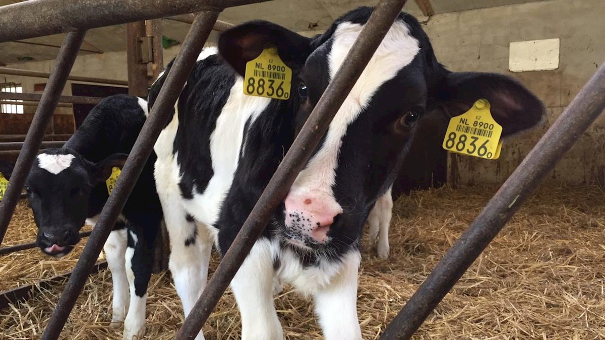 Melkveehouder Kremer uit Stegeren krijgt veel steun in strijd tegen plan Partij voor de Dieren