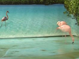 Omstreden flamingo's en papegaaien weg uit Utrechts tuincentrum na sterfgeval