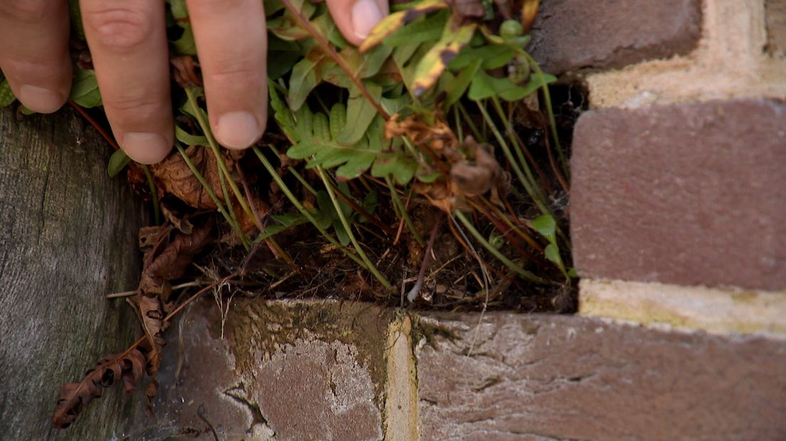In Middelburg zijn bakstenen uit de kademuur weggehaald om bijzondere planten de ruimte te geven om te groeien