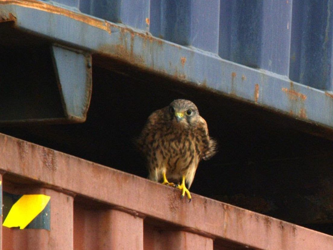 De torenvalk is een vaste bewoner in de Rotterdamse haven
