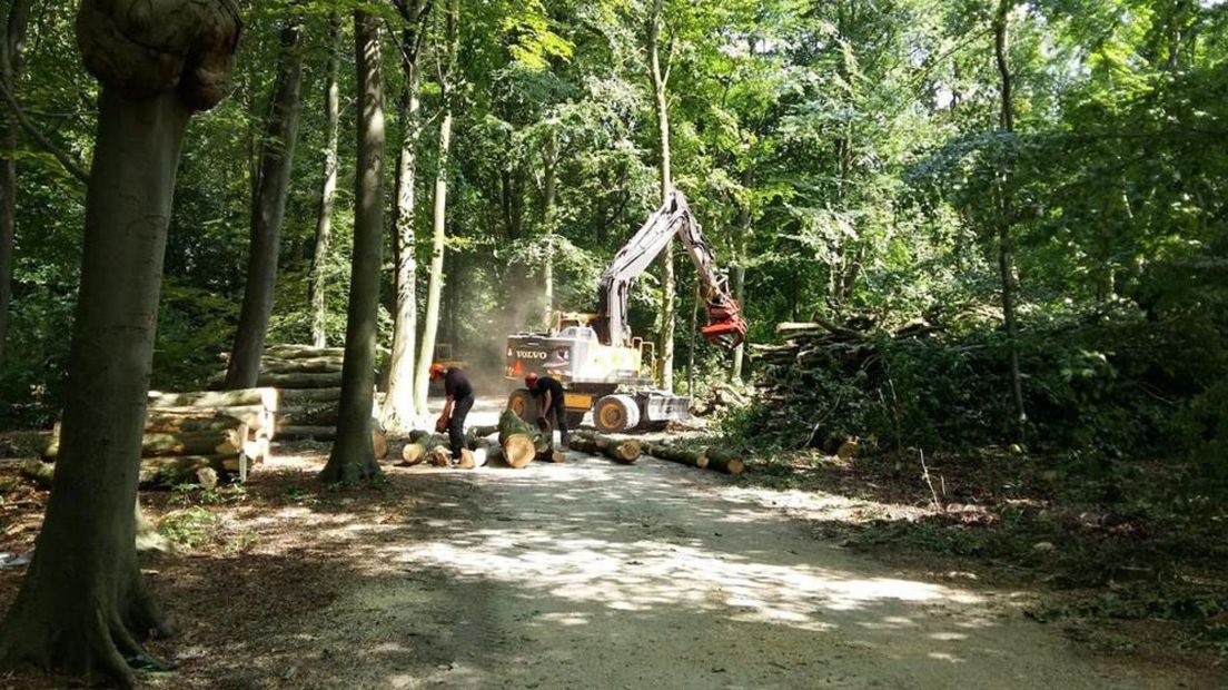 Werkzaamheden in Haagse Bos