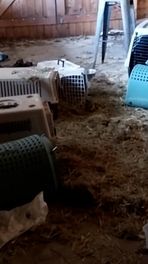 25 ferwaarleazge bisten