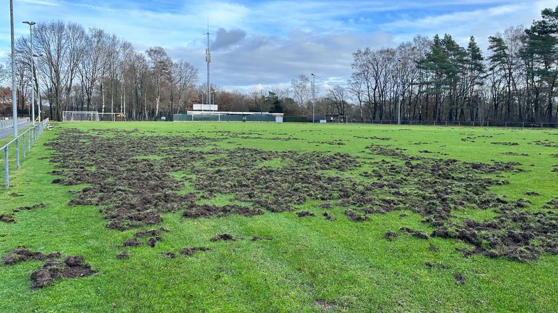 Een grote groep zwijnen heeft zich met kerst op de grasmat van Germania in Groesbeek gestort.