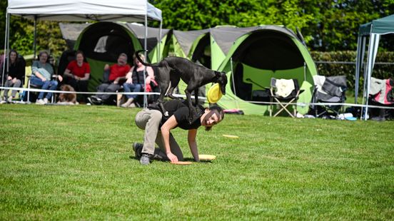 120 honden strijden met dansjes, salto's en frisbees om felbegeerde prijzen Home