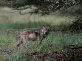 Onderzoekers: in toekomst 23 tot 56 wolvenroedels te verwachten in Nederland