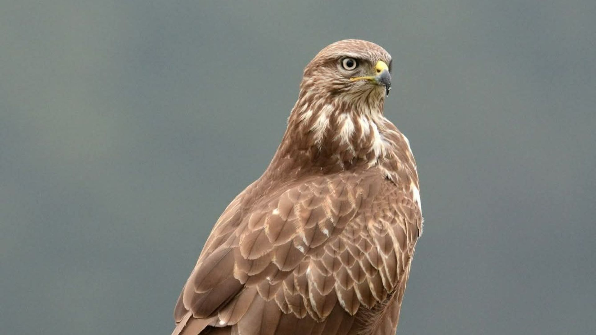 Gemeente Aalten waarschuwt voor agressieve buizerd in De Heurne.