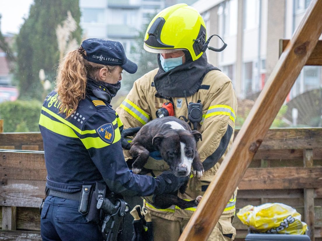 Brandweer en politie verzorgen een hond bij de brand aan de Waalsingel