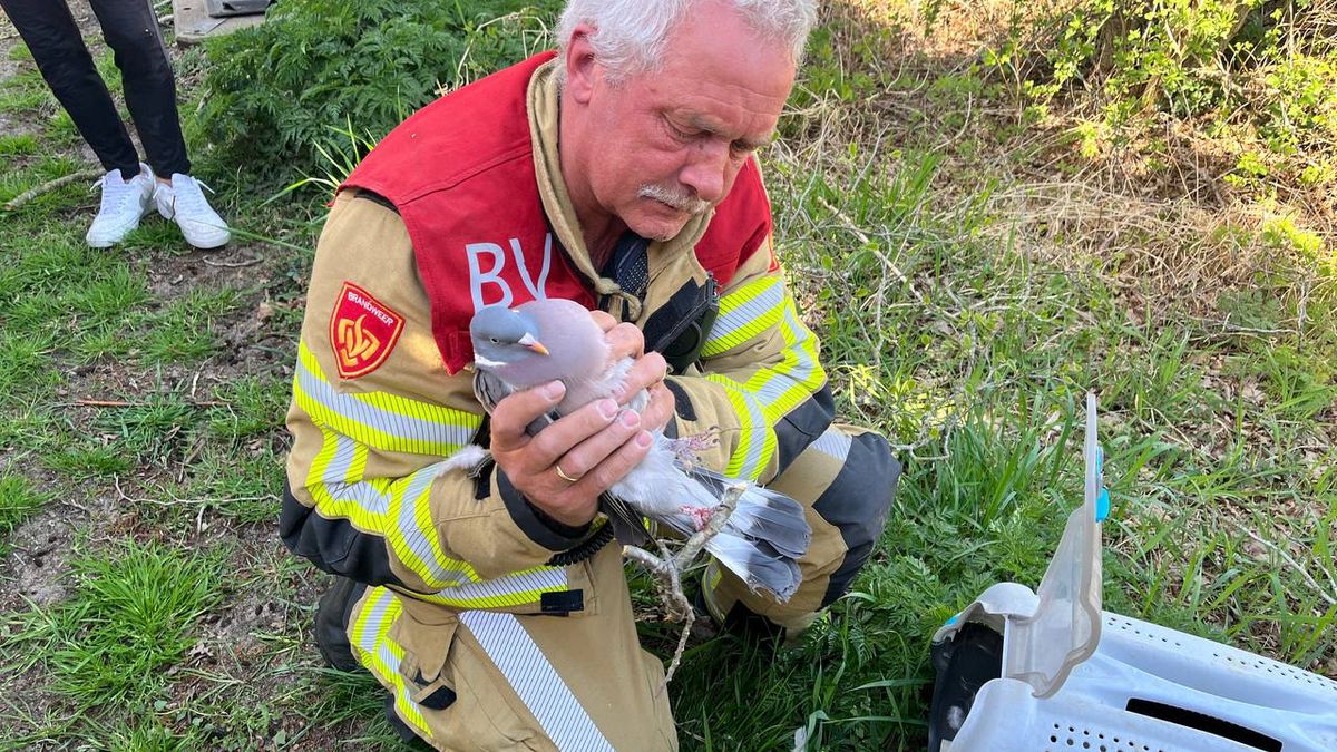 Brandweer bevrijdt duif met vissnoer om pootjes uit boom