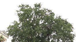 Monumentendag Bakhuis