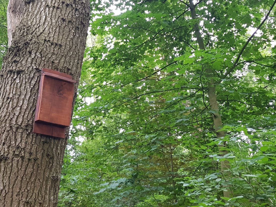 Het kastje in de boom