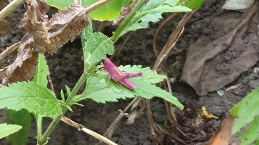 De roze sprinkhaan in De Wijk (Rechten: Marcel Bruinenberg)