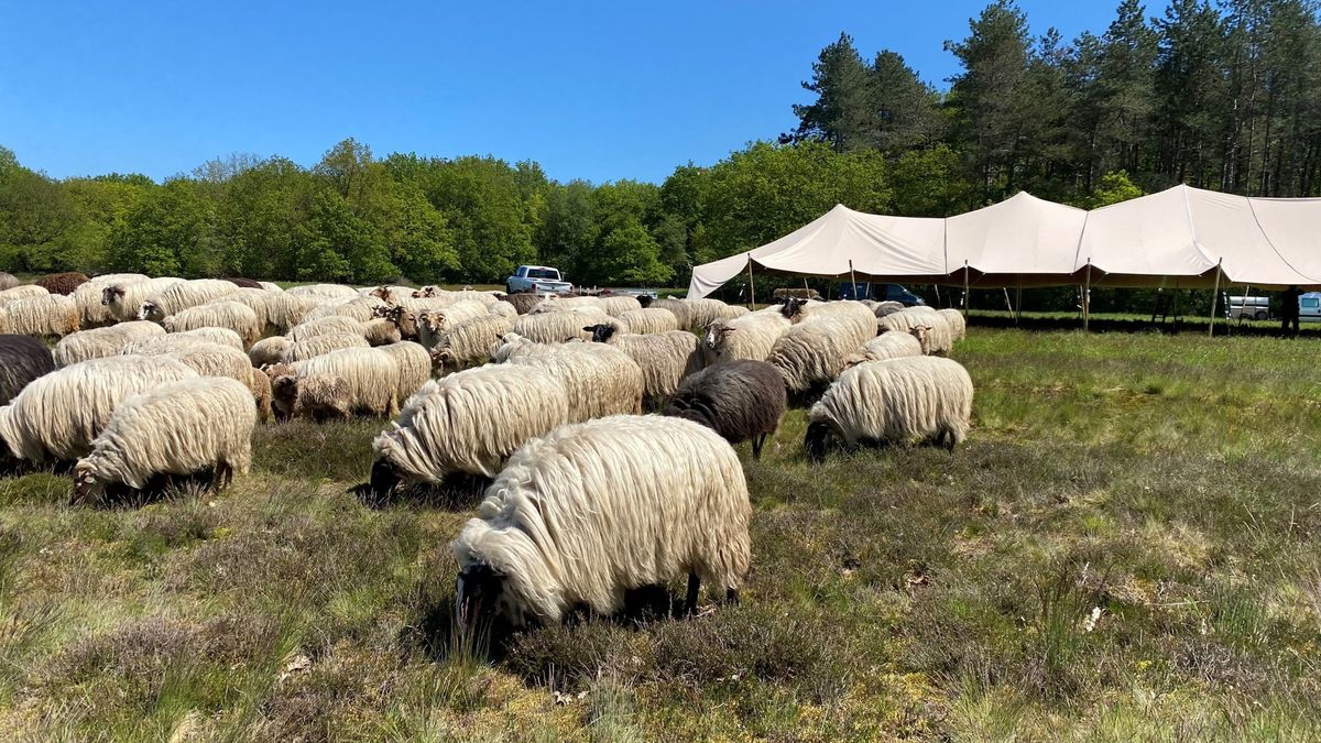 Mobiele schaapskooi beschermt schapen tegen wolf; Elsloo heeft de primeur