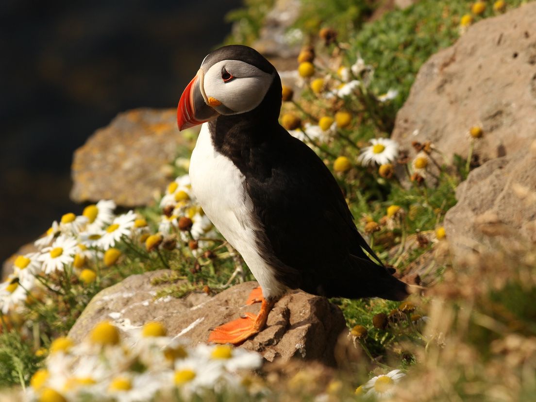 De papegaaiduiker, ook wel bekend als de Atlantische Puffin (dit is niet het beestje dat in Dordrecht neerstreek)