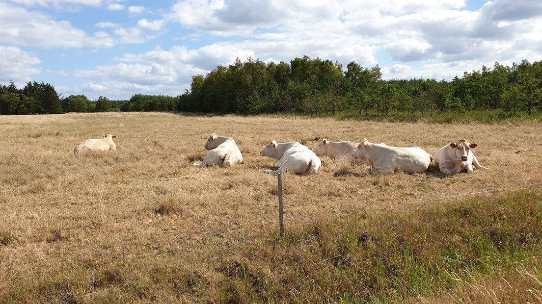 De zomer is nog maar net begonnen, en het gras is nu al dor en droog (Rechten: RTV Drenthe / Steven Stegen)