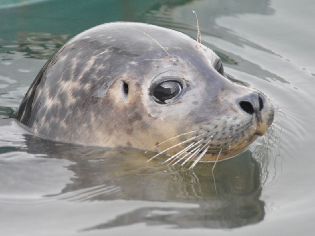 De opvang in Termunten voldeed niet aan de voorschriften. Daarom moesten de zeehonden er weg (archieffoto)